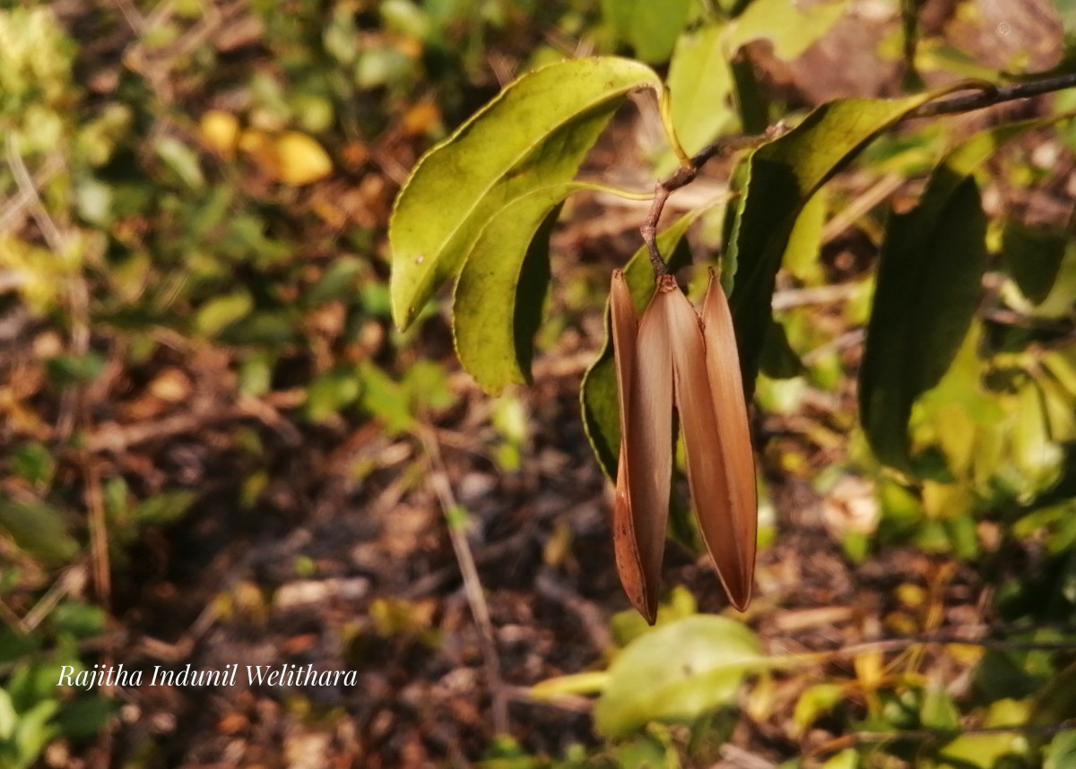 Reissantia indica (Willd.) N.Hallé